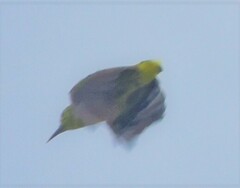 Anthreptes malacensis malacensis