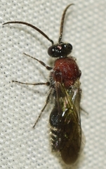 Physetopoda