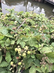 Rubus caesius