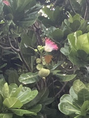 Barringtonia asiatica