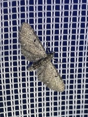 Eupithecia miserulata
