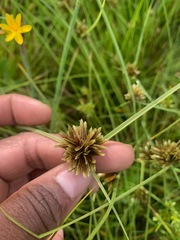 Cyperus niger