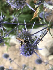 Philanthus triangulum