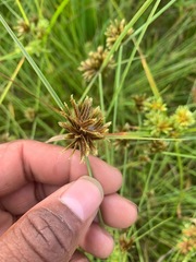 Cyperus niger
