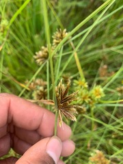 Cyperus niger