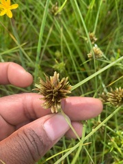 Cyperus niger