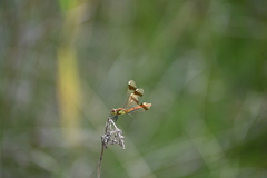 Sympetrum pedemontanum