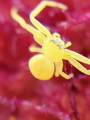 Misumena vatia
