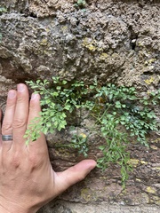 Asplenium ruta-muraria