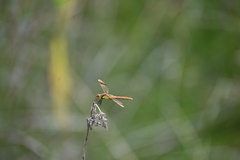 Sympetrum pedemontanum