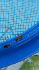 Insecta