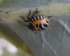 Murgantia histrionica