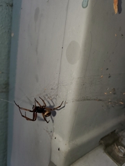 Steatoda nobilis