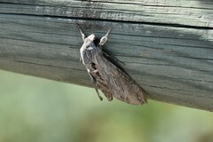 Agrius convolvuli