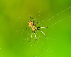 Mangora