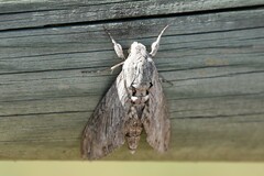 Agrius convolvuli
