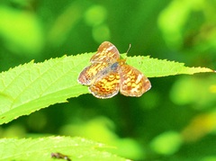 Phyciodes