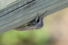 Agrius convolvuli