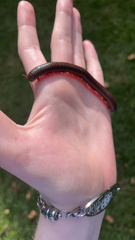 Narceus americanus