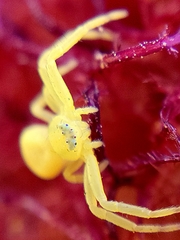 Misumena vatia