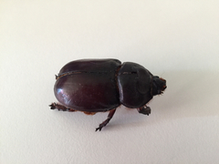 Oryctes nasicornis corniculatus