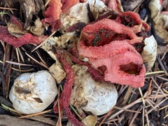 Clathrus ruber