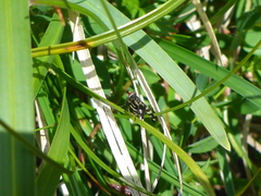 Herina frondescentiae