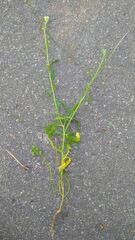 Thlaspi arvense