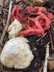 Clathrus ruber