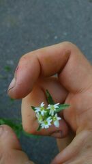 Thlaspi arvense