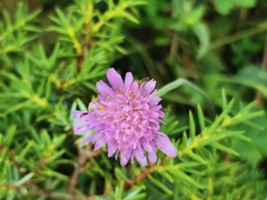 Dipsacoideae
