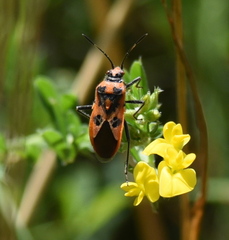 Corizus hyoscyami