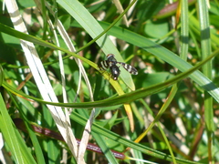 Herina frondescentiae