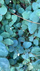 Symphoricarpos mollis