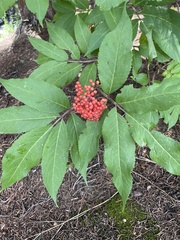 Sambucus