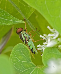 Odontomyia cincta