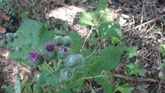 Arctium tomentosum