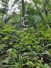 Stenanthium gramineum