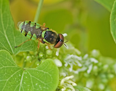 Odontomyia cincta