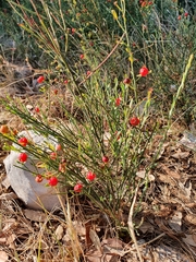 Osyris alba