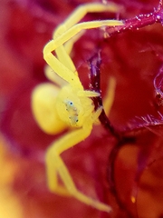 Misumena vatia