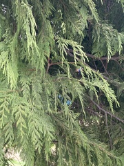 Calocedrus decurrens