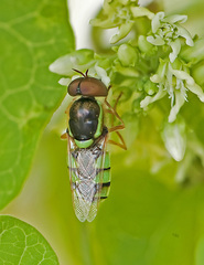 Odontomyia cincta
