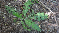 Carduus crispus