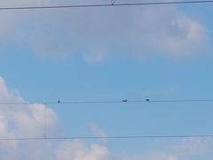 Streptopelia decaocto