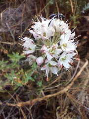 Allium ericetorum
