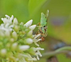 Odontomyia cincta