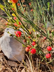 Osyris alba