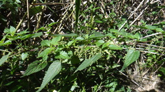 Urtica galeopsifolia