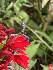 Ocyptamus fuscipennis